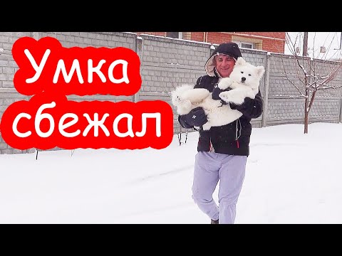 Видео: VLOG Умка сбежал