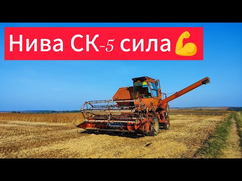 Видео: Молотим СОЮ далі❌Насипає 3.4т+👍Нива СК-5 ковтає гектари не гірше других комбайнів💪