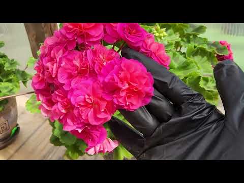Видео: #541.Обзор размера цветов различных сортов пеларгонии!