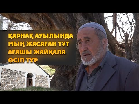 Видео: Қарнақ ауылында мың жасаған тұт ағашы жайқала өсіп тұр