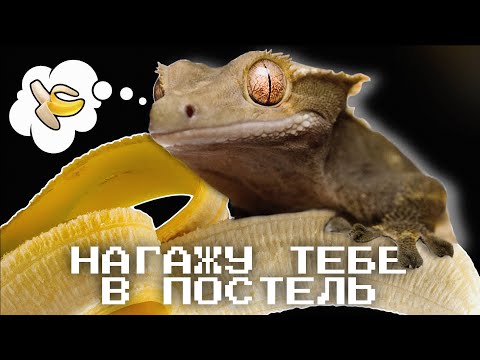 Видео: 5 ПРИЧИН НЕ ЗАВОДИТЬ РЕСНИТЧАТОГО БАНАНОЕДА | ЧЕМ ОН ПЛОХ?