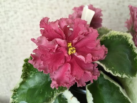 Видео: Средства для ухода за домашними растениями