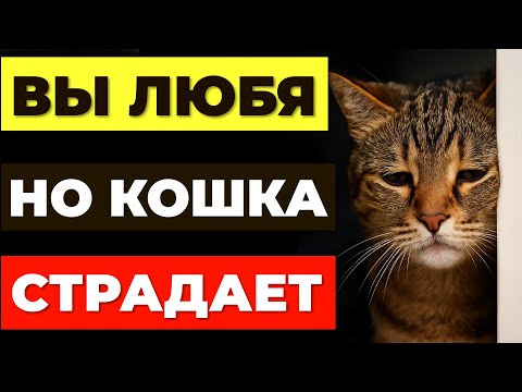 Видео: 7 вещей, которые вы делаете из любви - а кошке от этого больно