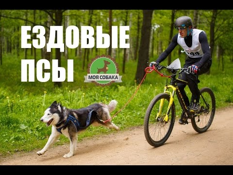 Видео: Моя собака тащит. Ездовой спорт, "Белые Ночи 2015".