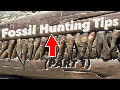 Видео: Советы по поиску окаменелостей на Юрском побережье (ЧАСТЬ 1) #fossilhunter#fossil#fossilfinders#n...