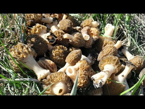 Видео: Весенние грибы.