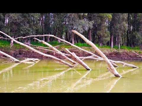 Видео: ПОД ЭТИМИ ДРОВАМИ ПОЛНО РЫБЫ! СУДАК,ОКУНЬ,ЩУКА!! Рыбалка в лютом коряжнике!