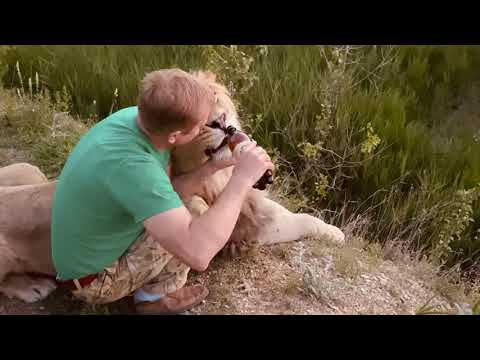 Видео: Вы ДОЛЖНЫ УВИДЕТЬ ЭТО ВИДЕО ! Лев и Человек ...без слов ! Russian Lion man !