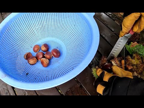 Видео: КАШТАНЫ — как собирать, чистить, готовить и есть эти осенние лакомства!