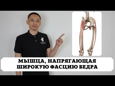 Видео: Мышца, напрягающая широкую фасцию бедра