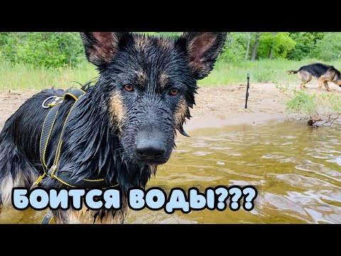 Видео: Приключения на реке с немецкими овчарками. Учим собак плавать