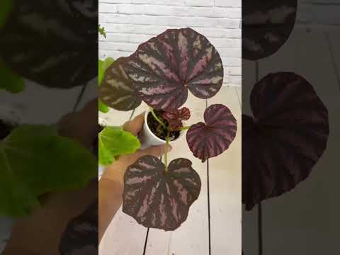 Видео: Детки бегоний. 23.08.2025.