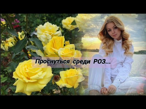 Видео: Vlog-243. Проснуться в розах, наслаждение моментом цветения.