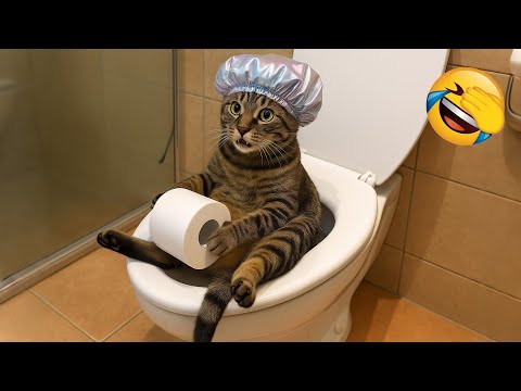 Видео: Постарайся не засмеяться 😂 Самые смешные кошки и собаки 😹🐶 Часть 2