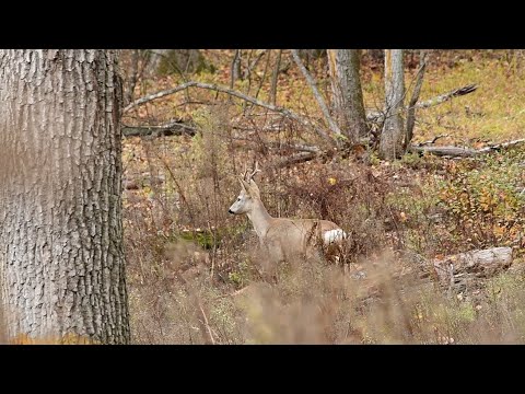 Видео: Тихий ліс. Гон оленів закінчився.