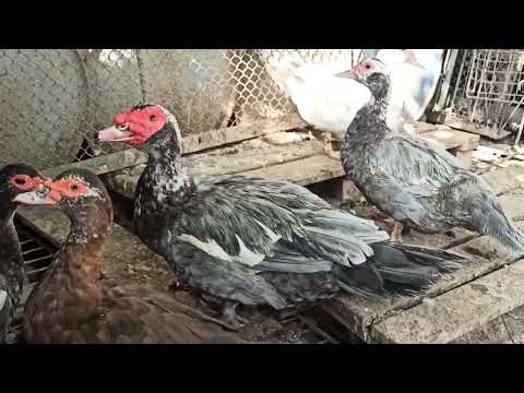 Видео: МУСКУСНЫЕ УТКИ 🦆🦆. ВЫБОР НА ПЛЕМЯ.