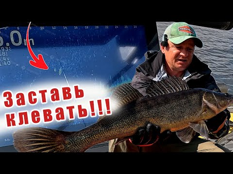 Видео: ВЫШЕЛ НА МЕЛЬ!!! ОСЕННИЙ КЛЁВ СУДАКА!!! НУЖНО ВЗЯТЬ ДВА КОМПЛЕКТА!!!