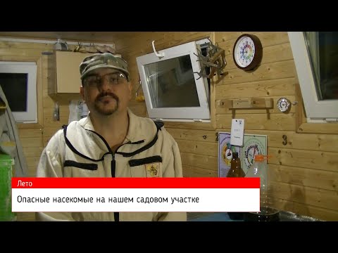 Видео: 🔴 Если в саду слишком много ос 🔴