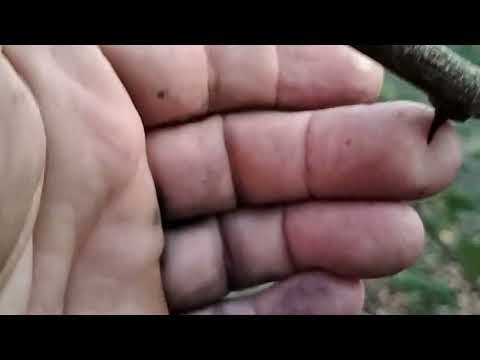 Видео: Кудрания! Сорта новинки!🔥