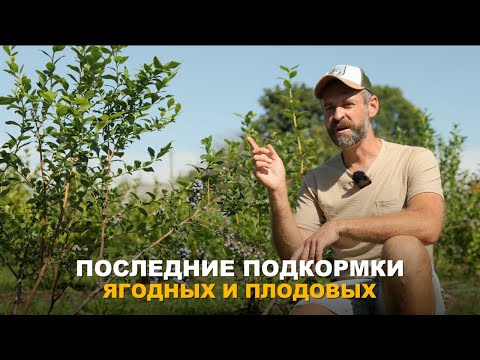 Видео: ВАЖНЫЕ ПОДКОРМКИ ДЛЯ ПЛОДОВЫХ И ЯГОДНЫХ КУЛЬТУР В КОНЦЕ ЛЕТА. Последние летние подкормки сада.