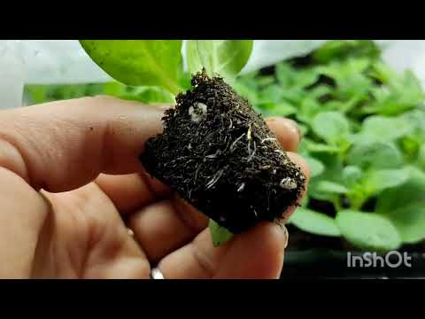 Видео: черенки укореняются, обзор. поговорим🤗. 8.12.22 г.