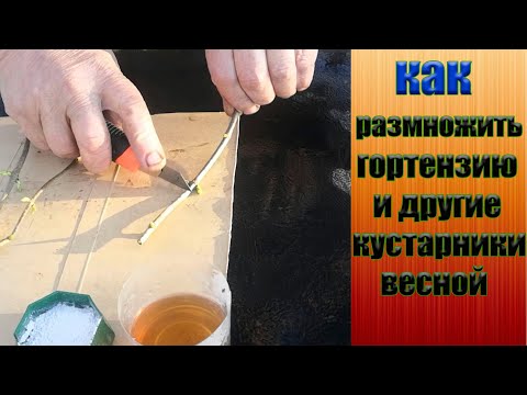 Видео: Как размножить весной гортензию и другие кустарники.