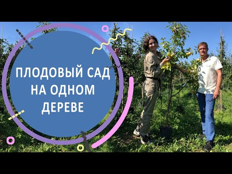 Видео: Обзор плодовых деревьев с несколькими прививками на одном дереве в питомнике «ПОИСК