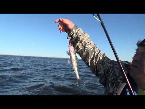 Видео: Поймали Налима на джиг!!! Рыбалка на средней Волге