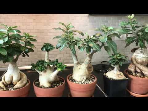 Видео: Коротко о моих адениумах.