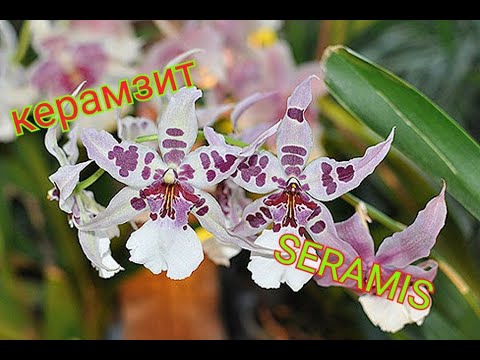 Видео: В каком грунте ОРХИДЕЯ растёт лучше КЕРАМЗИТ или SERAMIS/ ОГРОМНАЯ БРАССИЯ будем делить?