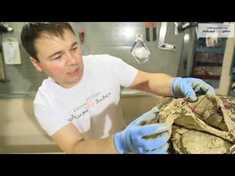 Видео: Возрождаем к жизни. Венская гнутая мебель фирмы Конъ