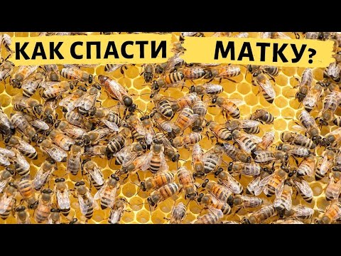 Видео: Как спасти пчелиную матку? | Ошибки начинающих пчеловодов при подсадке маток
