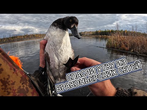 Видео: СПАСЛИ УТКУ из БРАКОНЬЕРСКИХ СЕТЕЙ / ЗАКРЫТИЕ жидкой ВОДЫ