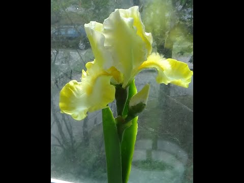 Видео: ИРИС ИЗ ПОЛИМЕРНОЙ ГЛИНЫ 2 ЧАСТЬ (IRIS)