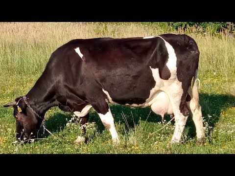 Видео: ‼️Продаю таки корову 🐮Гарна корівка👍🥛‼️ які плани ⁉️