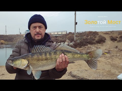 Видео: Арнасай. Золотой мост. 27.11.2022г. Огромный Судак!