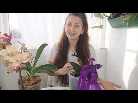 Видео: Капаю Это КАЖДОЙ ОРХИДЕИ и КОРНИ ЛЕЗУТ из ГОРШКА МОЩНЫЕ 👍