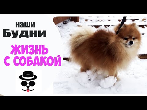 Видео: КУЧА СНЕГА ПРИЛИПЛА | Жизнь с Собакой