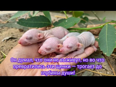 Видео: Он думал, что они не выживут, но во что превратились эти щенки — трогает до глубины души!