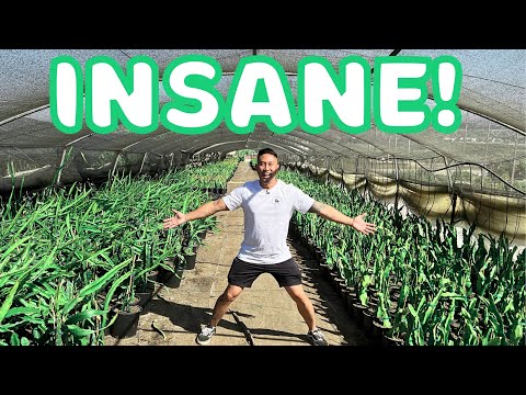 Видео: ОН ВЫРАЩИВАЕТ БОЛЕЕ 20 000 РАСТЕНИЙ ДРАКОНЬЕГО ФРУКТА! Экскурсия по ферме драконьих фруктов в Мур...