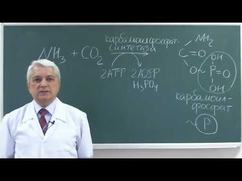Видео: 9:50 Катаболизм белков 3