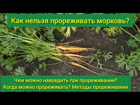 Видео: Как нельзя прореживать морковь/ способы проредить морковь/ когда можно прореживать морковь