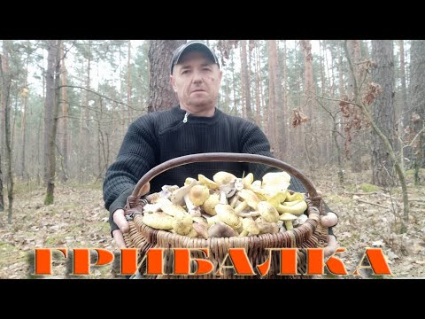 Видео: ЩЕДРІ ДАРИ ОСЕНІ. 12.11.2024Р. ПОЛІССЯ РІВНЕНЩИНИ,  КОШИК ОСІННІХ ГРИБІВ. ЗЕЛЕНИЦІ, ПІДЗЕЛЕНКИ...