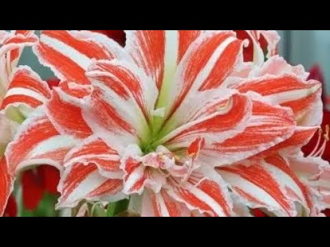 Видео: Купили гиппеаструм (амариллис) в магазине (интернет-магазин) в упаковке (коробке).