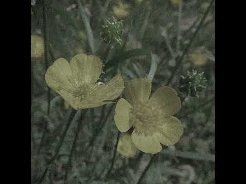 Видео: Луна – Лютики (slowed) TikTok