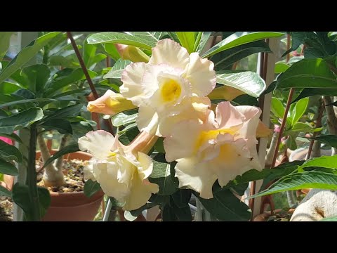 Видео: Очень "коротко" об Адениумах ;))   Новый сеянец Amber Fantasy!