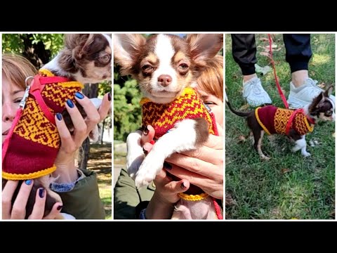 Видео: Свитер для собаки или кошки на любой вязальной машине. Самый простой)))