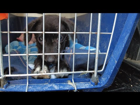 Видео: Он нас чуть не съел! Ожидаем собачек, ночуя вдвоем в машине!