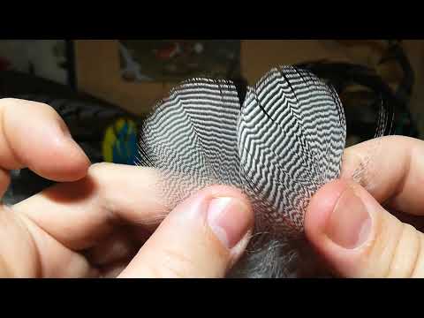 Видео: Поговорим о перьях ч. 1