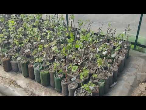 Видео: Поговорим о Филлоксере и не только.